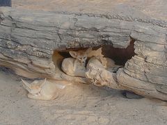 -深圳野生动物园