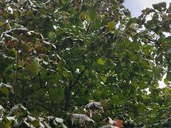 -中国宋庆龄青少年科技文化交流中心