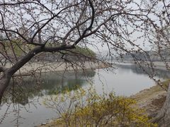 -桃花堤公园