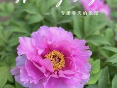 -景山公园
