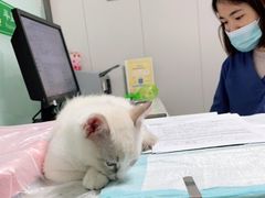 -半岛宠物医院24小时(科华中路店)