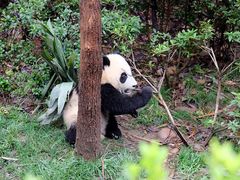 -岗上渣渣老火锅(两路口店)