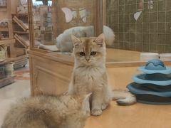 -帕帕拉兹宠物(亚洲旗舰店)