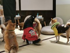 -逗柴咖啡屋·狗咖猫咖宠物桌游