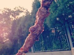 -北京稻香村(西单购物中心店)