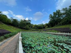 -中山市树木园