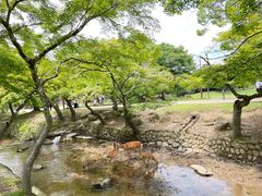 -奈良公园