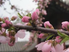 -桃花堤公园