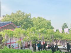 -嘉定紫藤园