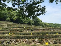-中国茶叶博物馆(双峰馆区)