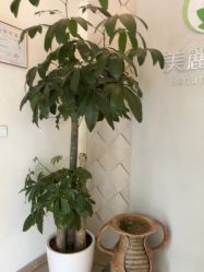 -美丽田园