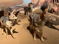 -陕西自然博物馆