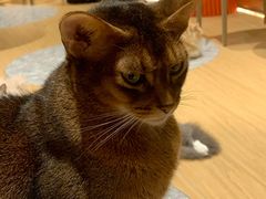 -米乐乖乖猫咪咖啡馆·猫咖(深圳湾后海汇店)