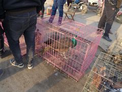 -道北羊汤