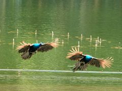 -西双版纳原始森林公园