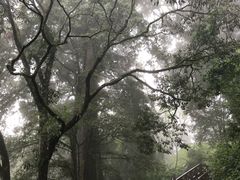 -阿里山神木遗迹