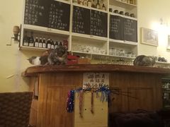 -猫色咖啡·猫咖