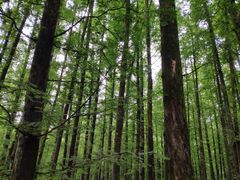 -山王坪喀斯特国家生态公园