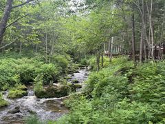 -汤旺河林海奇石景区