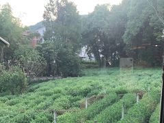 -野蔓果·山野菜(西湖景区·龙井茶田店)