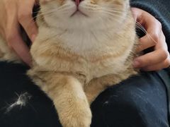 -猫腻·猫咖·撸猫馆(星光大道店)