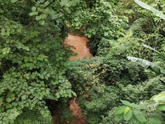 -西双版纳原始森林公园