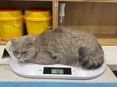 -艾贝尔宠物医院·24H转诊中心·肿瘤猫专科(江宁双龙店)