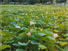 -荔湾湖公园