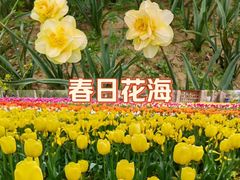 -上海鲜花港