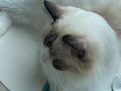 -怪兽屋·羊驼·猫咖·狗咖(俊华广场店)