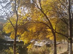 -大兴滨河森林公园