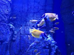 -成都浩海立方海洋公园