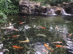 -新加坡摩天观景轮