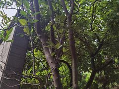 -广州神农草堂中医药博物馆