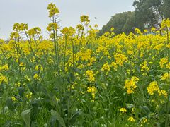 -庄行菜花景区