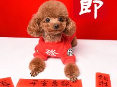 -读宠于你·约克夏比熊·睫角守宫·爬宠售卖(高新店)