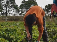 -上海都市菜园