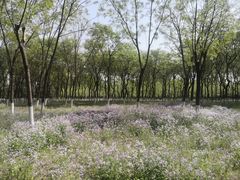 -大兴滨河森林公园