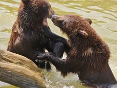 -石家庄市动物园