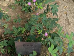-广州神农草堂中医药博物馆
