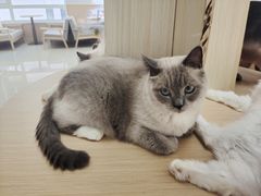 -鼓捣猫呢主题猫咖店