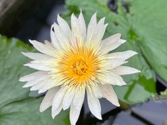 -国家植物园