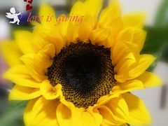 -花邻FloweringLife花艺气球派对(武康大楼店)