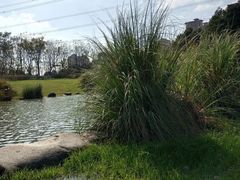 -九里河湿地公园