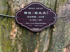 -天目山大树王景区