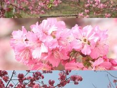 -天适樱花悠乐园