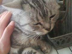 -海边的猫和咖啡馆