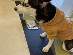 -怪兽屋·羊驼·猫咖·狗咖(俊华广场店)