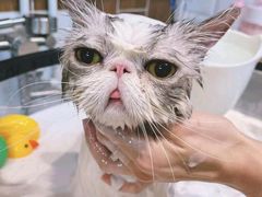 -爱派特动物医院·全科诊疗中心