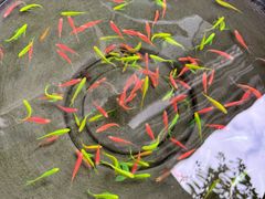 -青石桥花鸟鱼虫市场(叠翠城店)